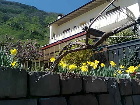 Vineus Tramin