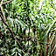 Oskar's Rain Forest Retreat