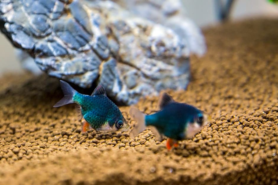 B&B Aquarium – San Benedetto del Tronto, MO