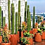 Voco Guadalajara Neruda By IHG