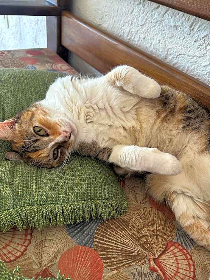 Pousada Tropicália Tranquilidade a Beira Mar