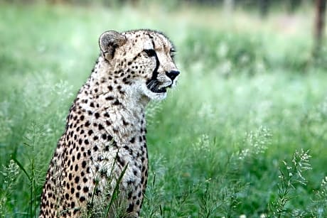 Emdoneni Lodge with Zululand Cat Conservation Project