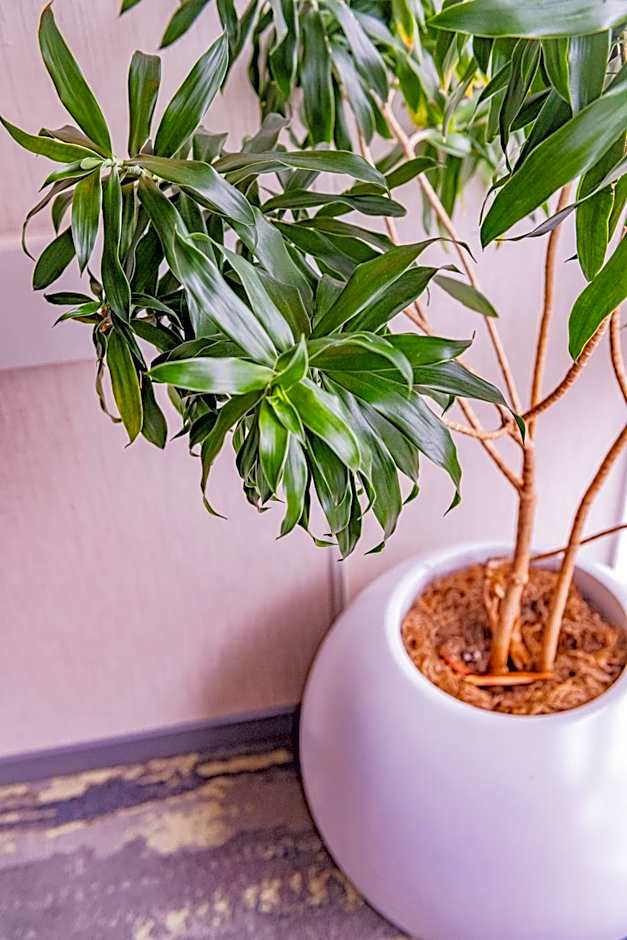 The Inn At Longwood Medical