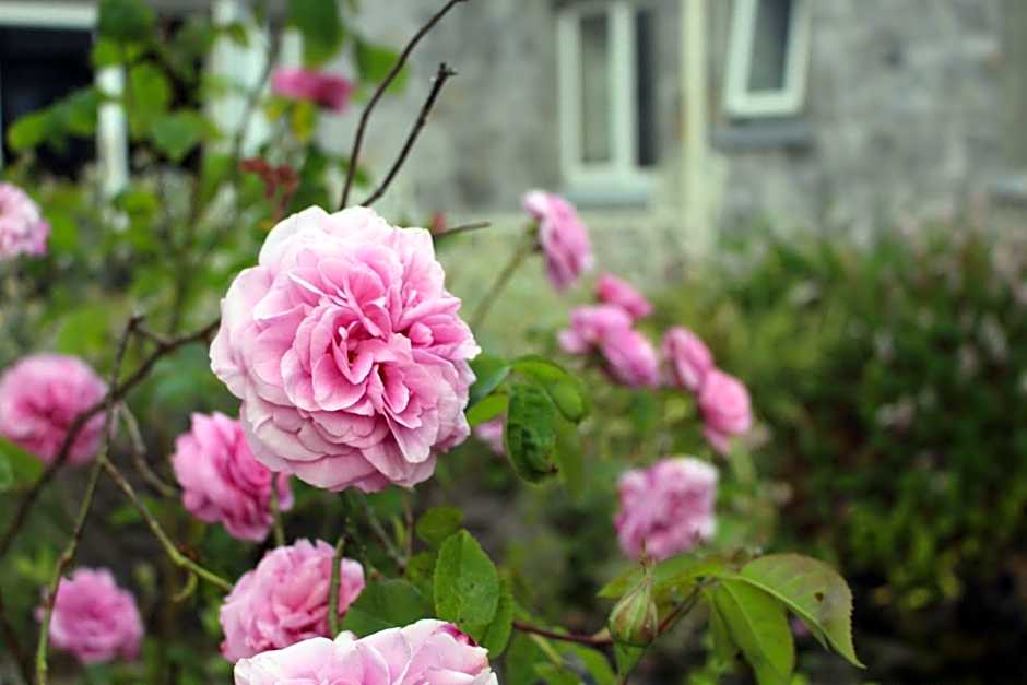 Forest Park House B&B