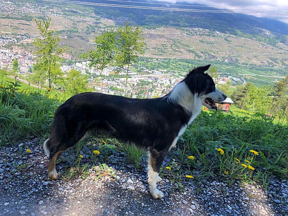 Domaine Bellevie BnB