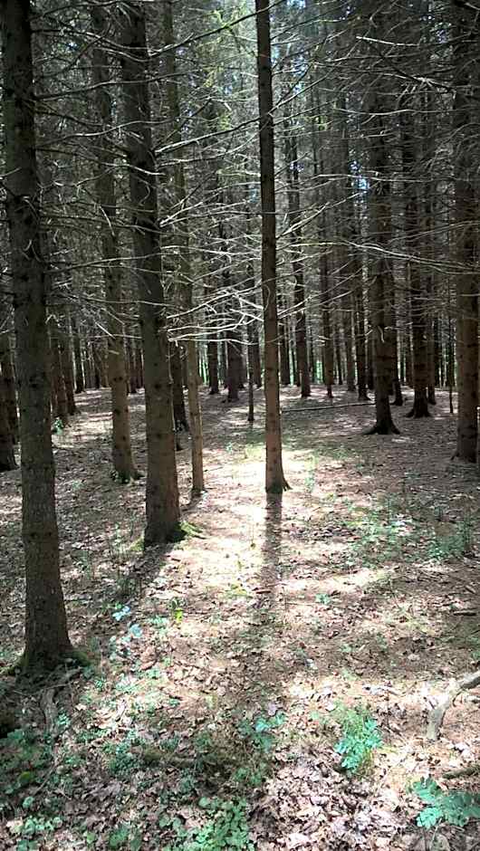 La Fleur et Le Soleil (F&S)