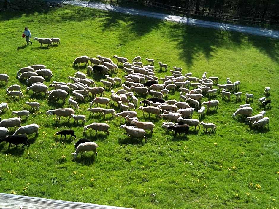 Spacious Swiss Alpine Chalet for Nature Lovers