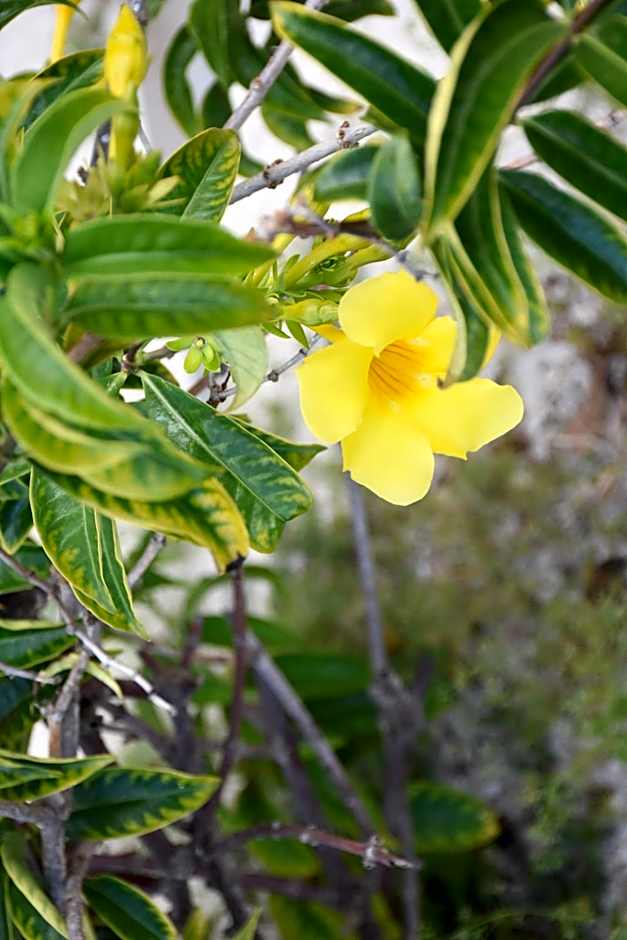 Stella Rina "Adults Only"