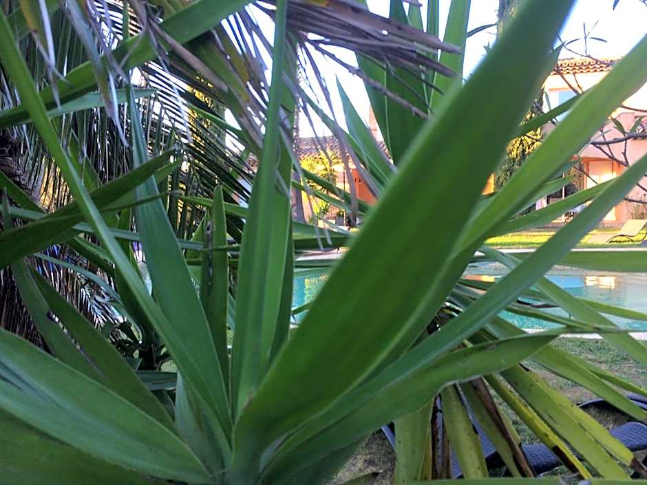 Clos des Vignes Pampelonne Vineyard