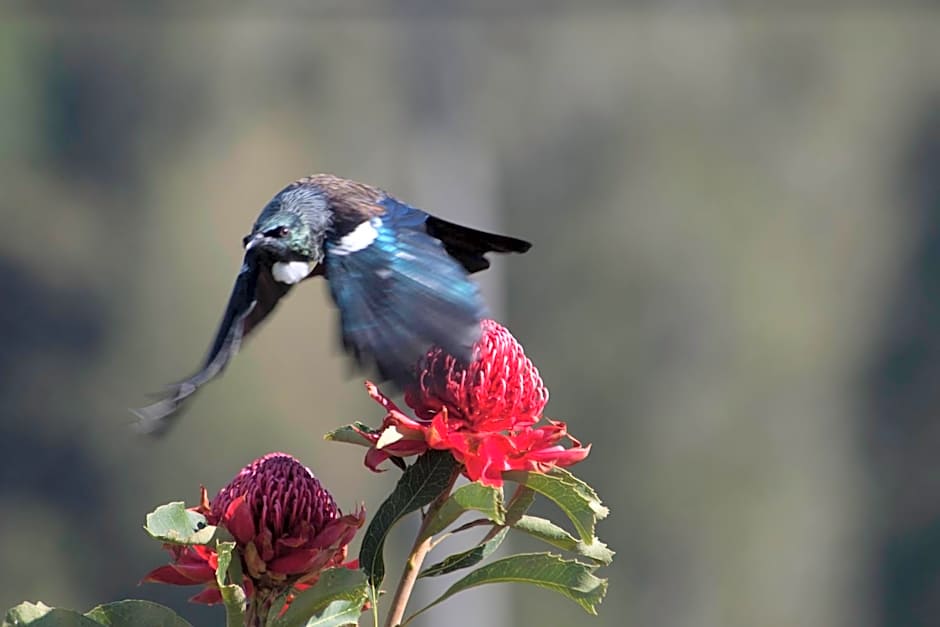 Waitomo Caves Guest Lodge