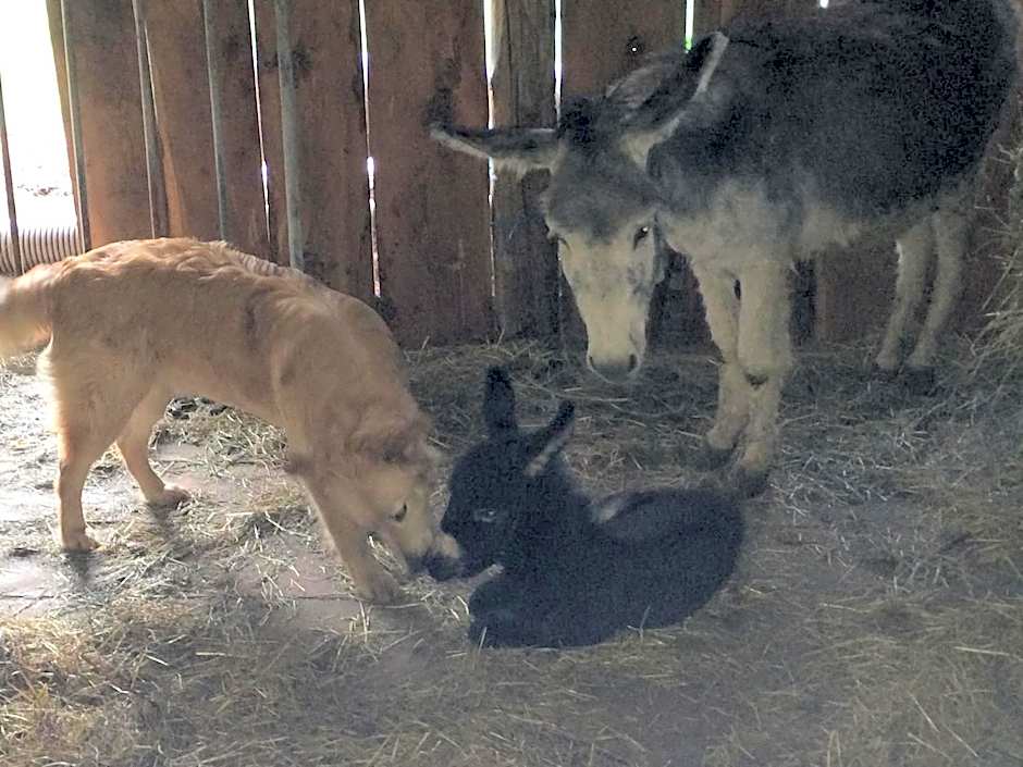 Agritur Maso Ciprianna B&B