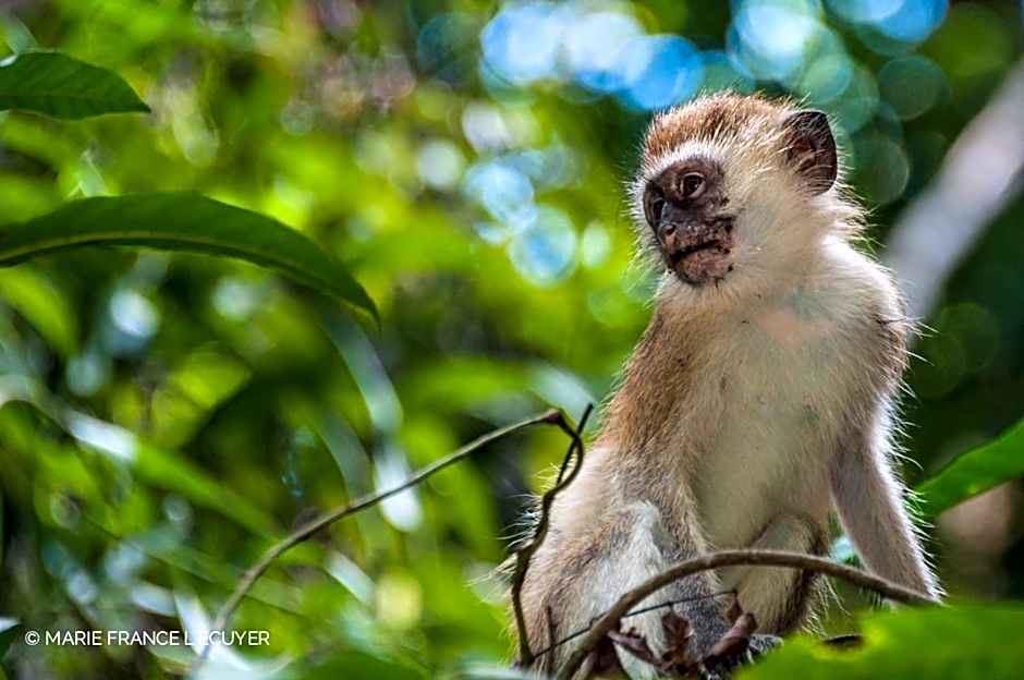Gecko Nature Lodge Home of Swahili Divers the BEST dive center and Famous Gecko Restaurant