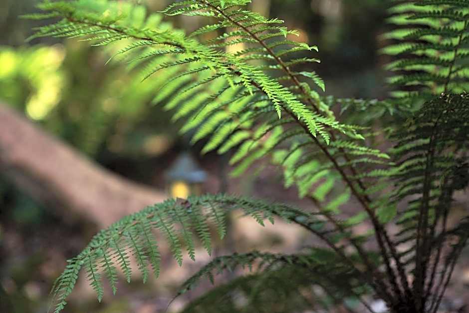 Linden Gardens Rainforest Retreat
