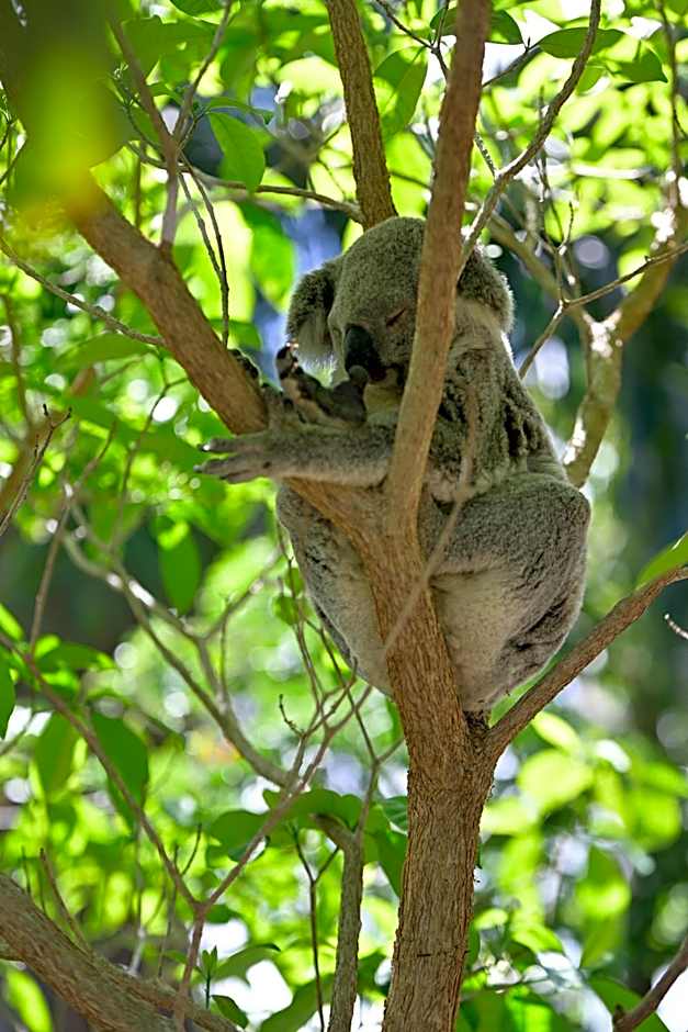 Amaroo On Mandalay, Magnetic Island