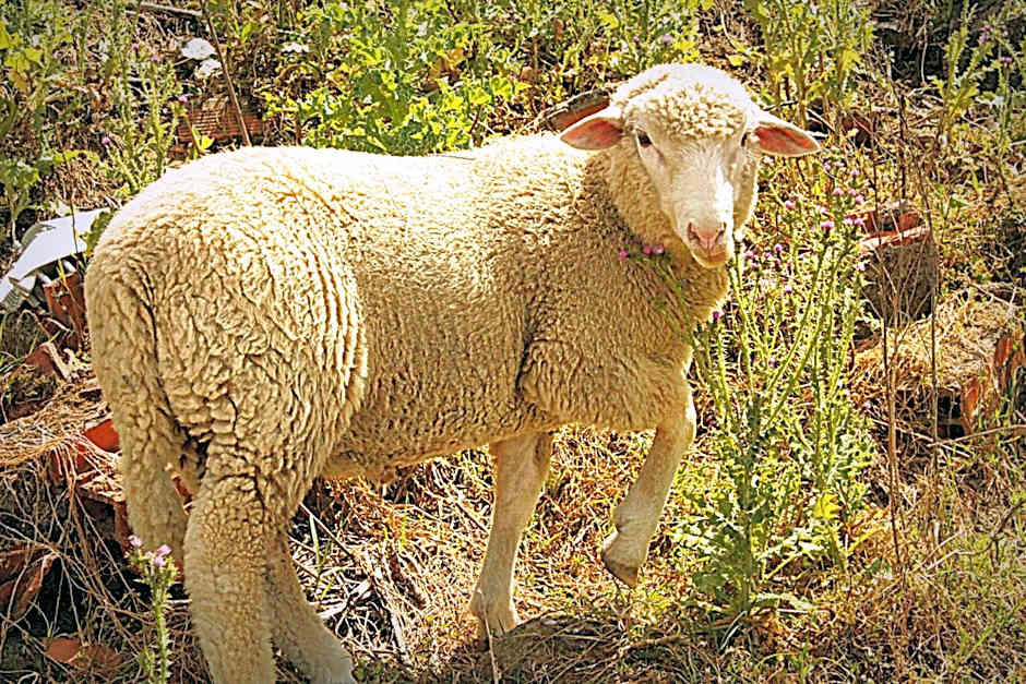 Hotel O Gato - Edificio Standard