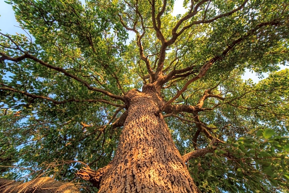 Masseria Fracchicchi