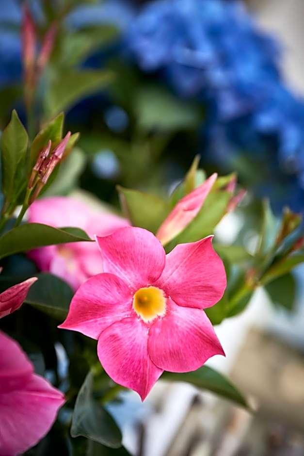 Hotel Garni Savoy - new opening