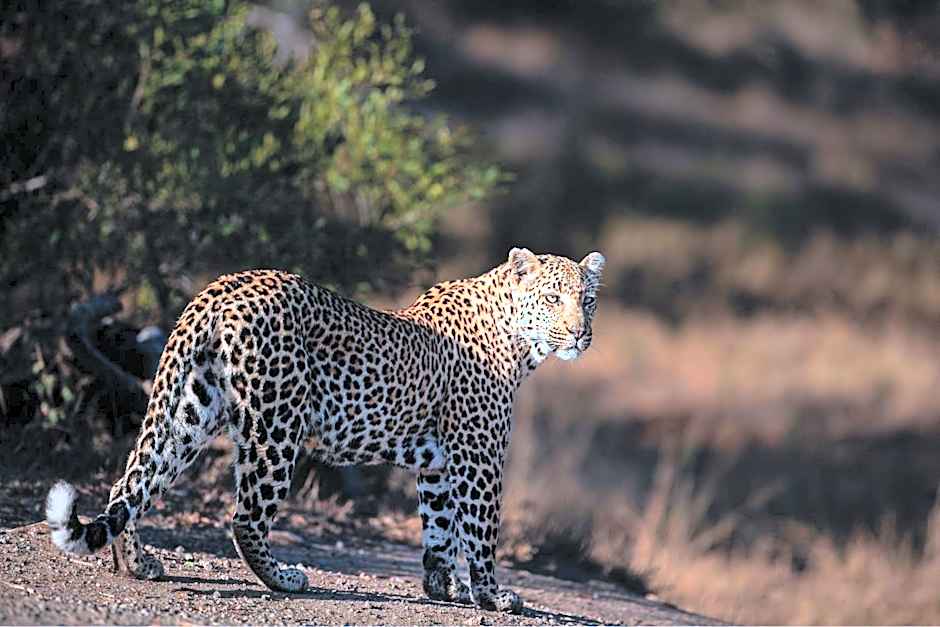 Leopard Sands, Kruger Park