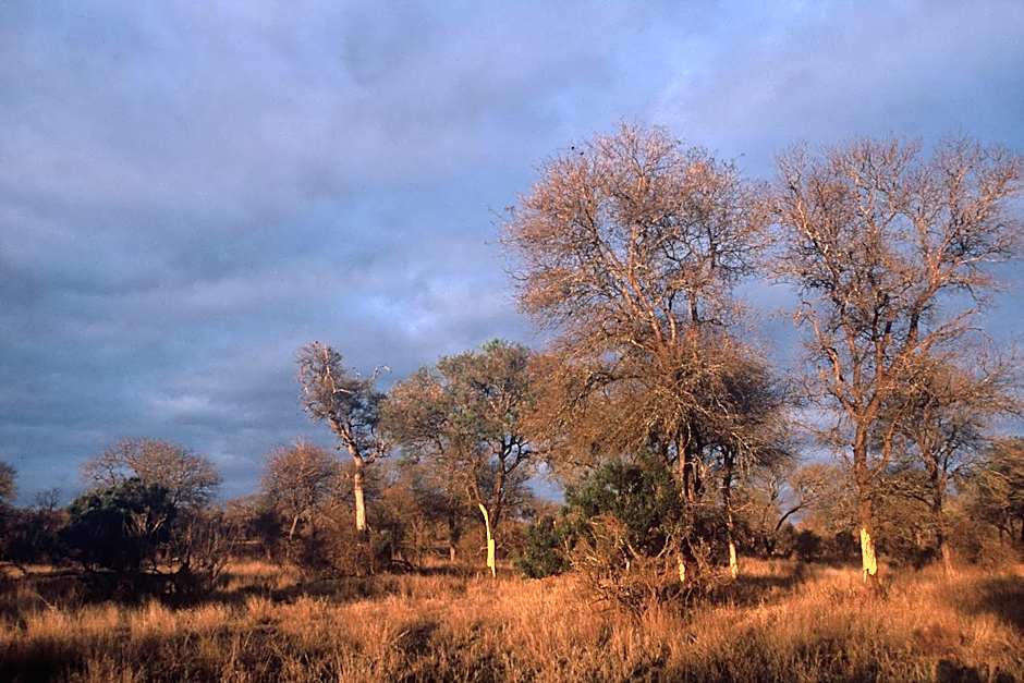 Rhino Post Safari Lodge