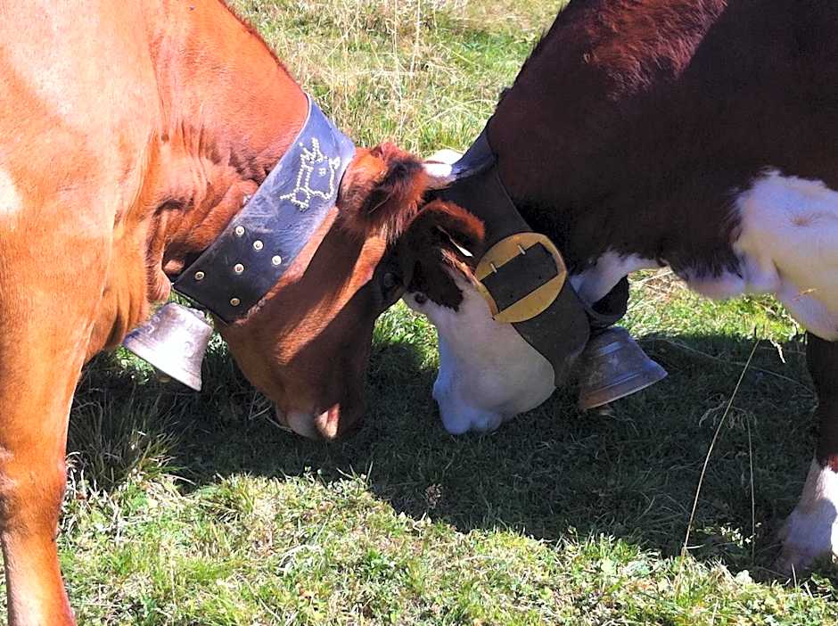 Chambres et Tables d'Hôtes Le Choton à Nono - Col du Joly Beaufortain