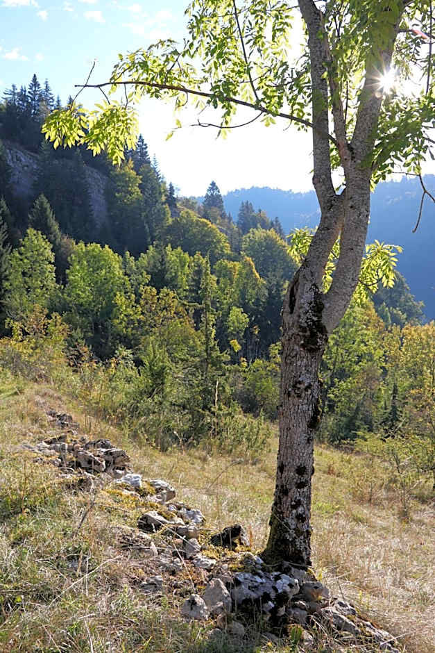 Au Coeur du Lapidaire