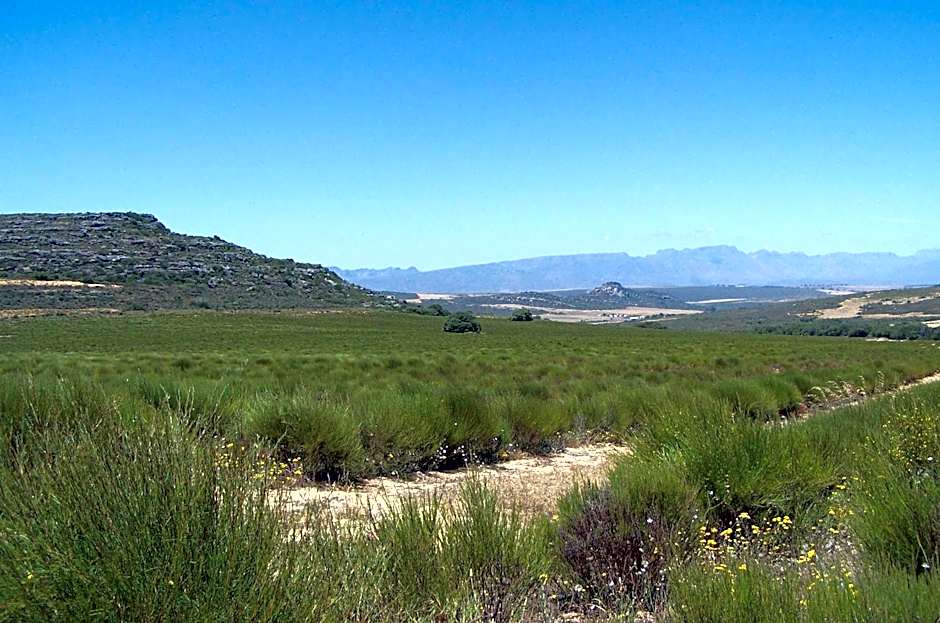 Simbavati Cederberg Ridge