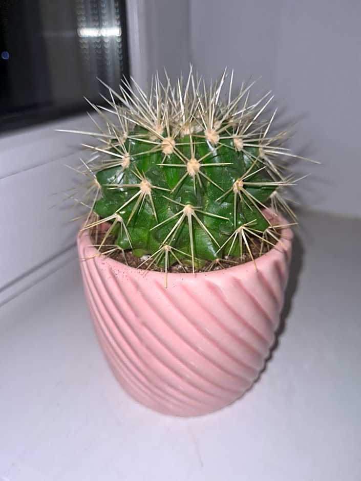 Sweet Home & Sweet Cats & Fast internet