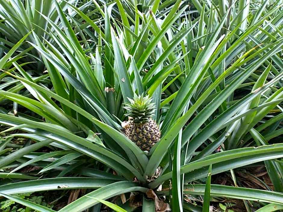 yambaru guest house B - Vacation STAY 02756v