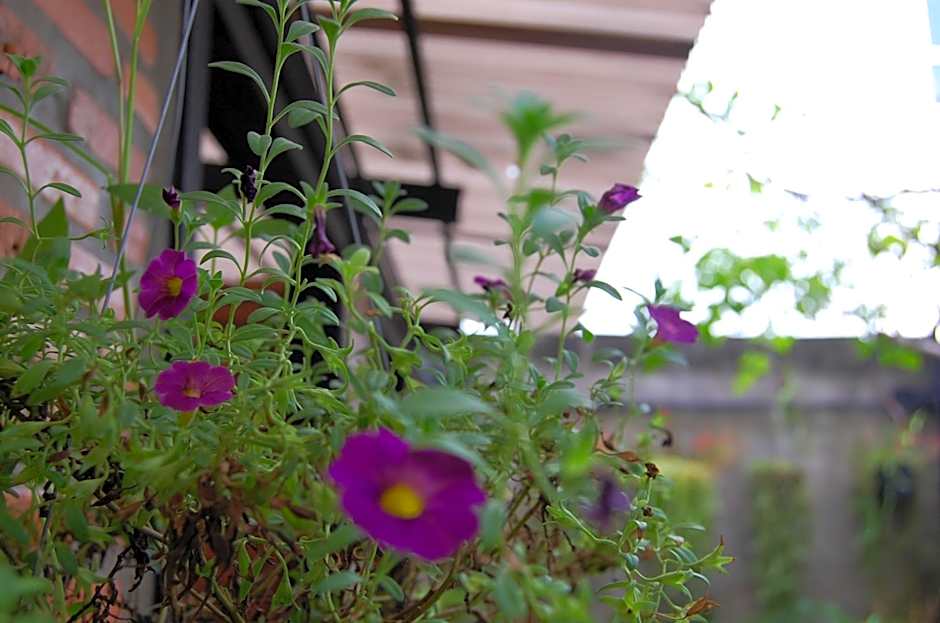 UdonBackpackers Beds and cafe