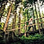 Torghele's Wald & Fluh