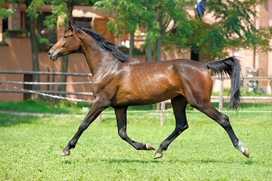 San Giacomo Horses & Agriturismo