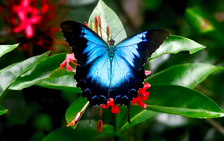 Thornton Beach Bungalows Daintree