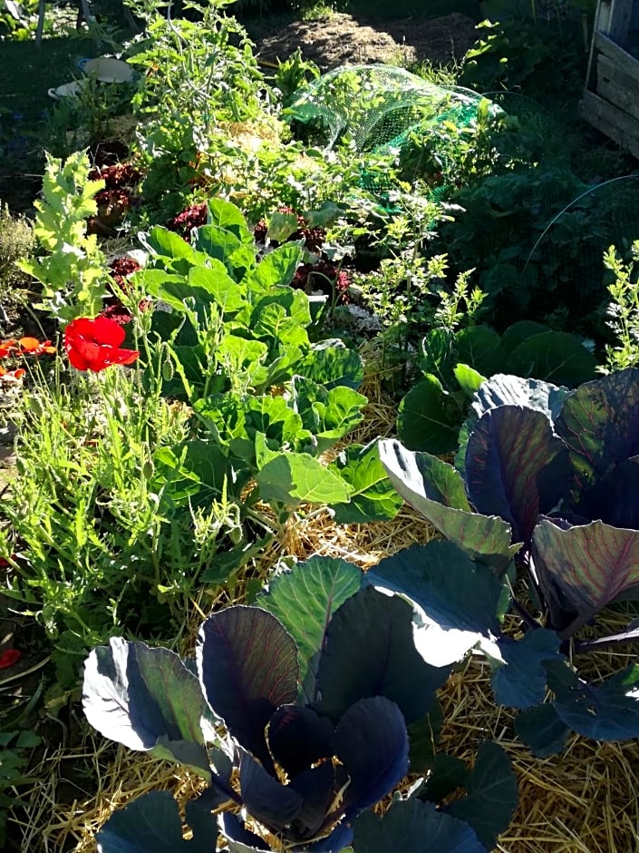 Chambre d'hôtes - Le jardin des Patissons