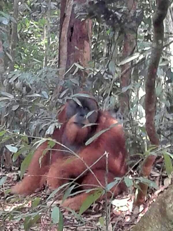 ORANGUTANTREKSUMATRA & LOVELY JUNGLE LODGE only book IF you are treking with us