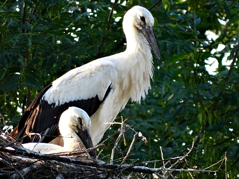 Dom na Mazurach Pilec