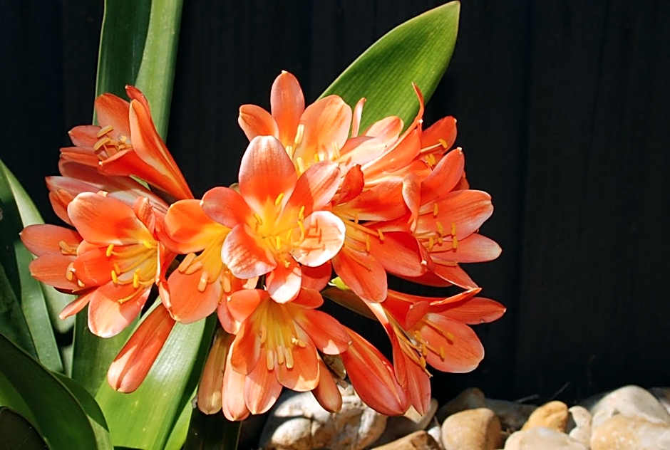 Cunningham Shore Motel