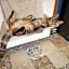 La ferme aux chats