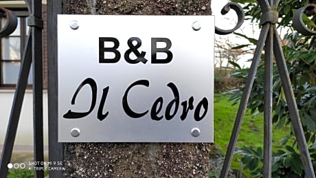 Il cedro