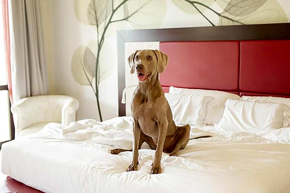 Hotel Griso Collection