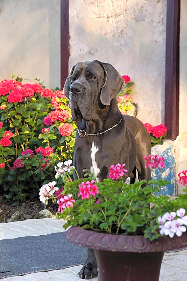 Le Manoir de la Maison Blanche