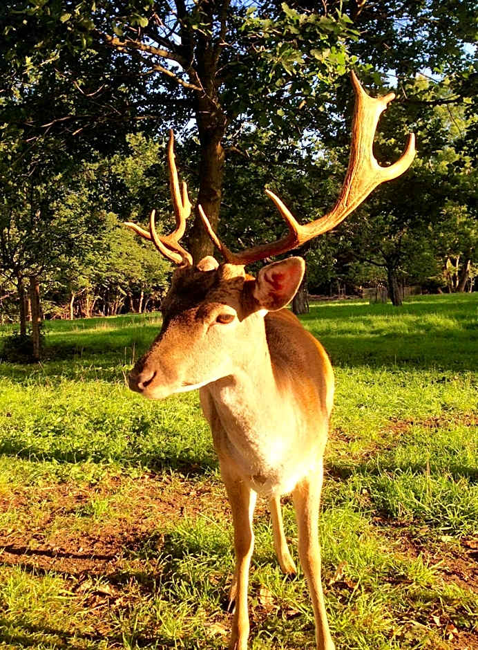 Hotel Holsteinische Schweiz am Dieksee