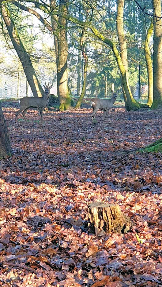 Pipowagen Bed bij Bos