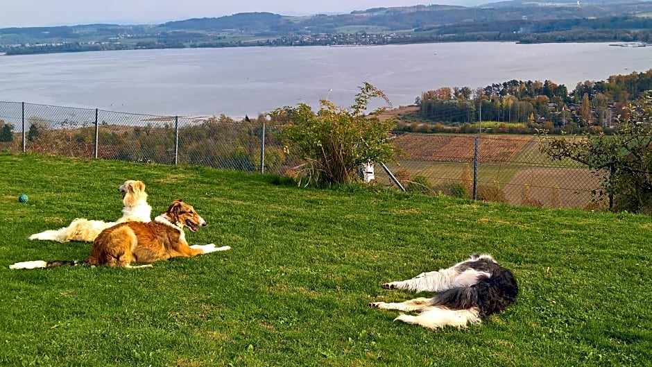 Swiss Borzoi House