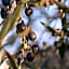 Podere Vigliano