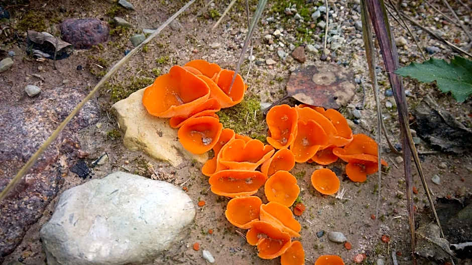 Kõveri Holiday Center