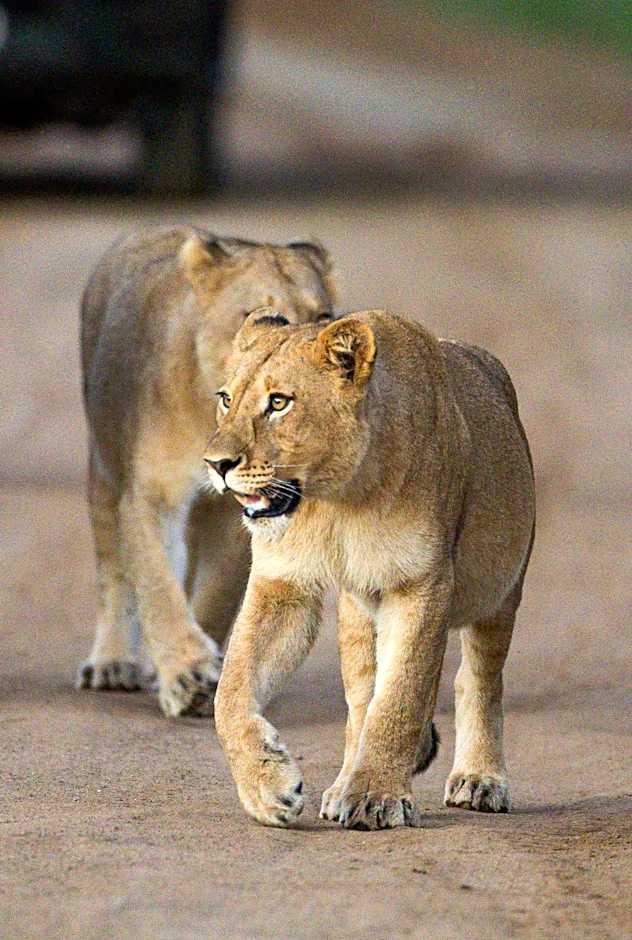 Black Rhino Game Lodge