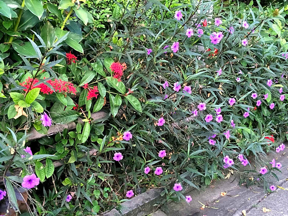 Sandy Serviced Apartment