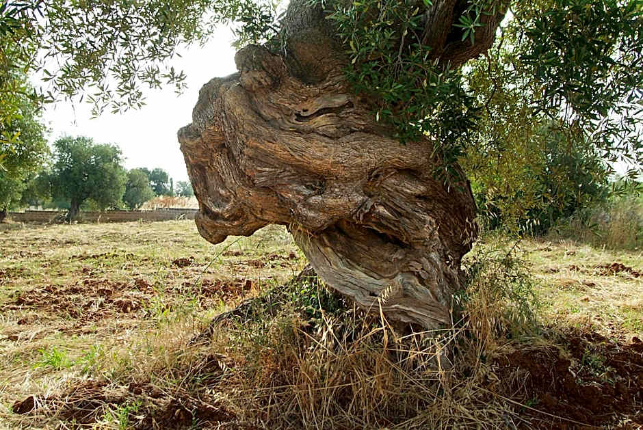 Hotel Masseria Tutosa