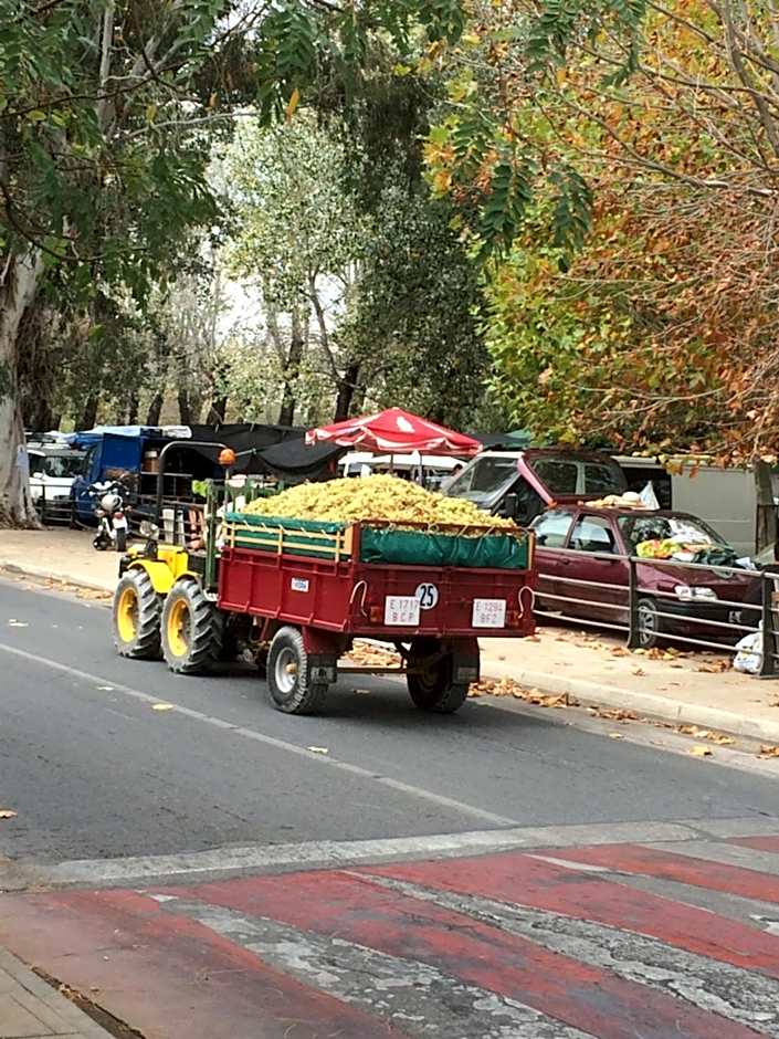 Buena Idea - Adults Only