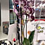 Hotel Orchidea